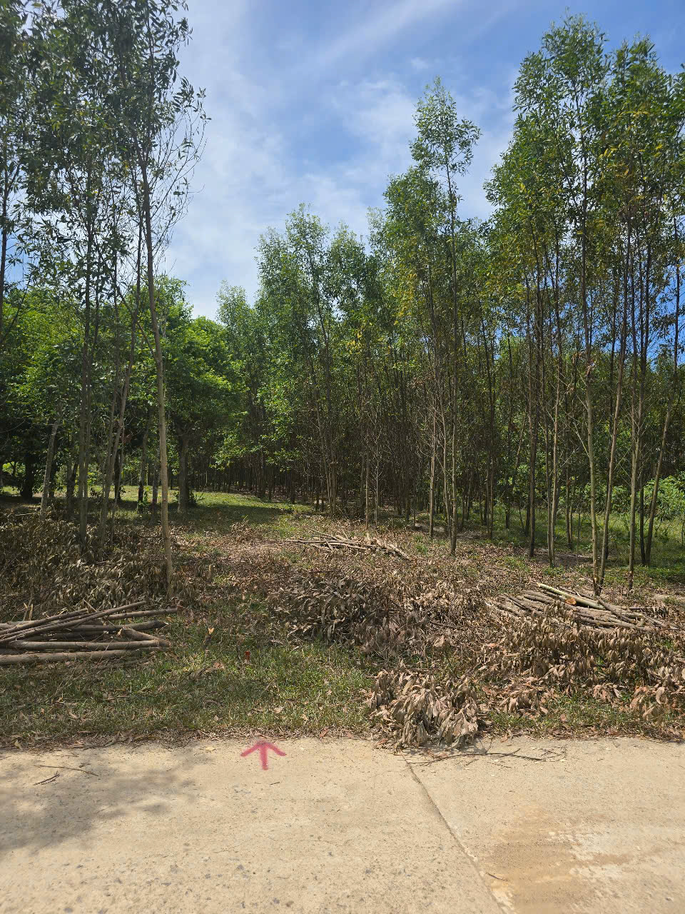ĐẤT BẢO ĐẠI GIÁ RẺ, DT: 6X27m