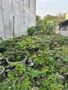 Bán lô đất kiệt Lê Lợi, vị trí ngay TT PHƯỜNG Nam Đông Hà, Quảng Trị 